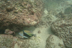 Rhinecanthus rectangulus