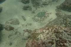 Acanthurus triostegus