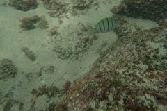 Acanthurus triostegus