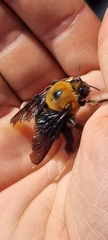 Xylocopa flavorufa