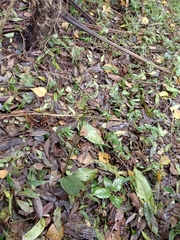 Cryptostylis arachnites