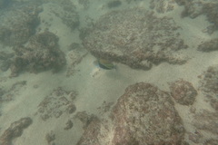 Rhinecanthus rectangulus