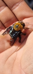 Xylocopa flavorufa