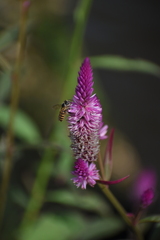 Celosia argentea