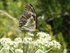 Argynnis sagana