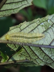 Abisara echerius