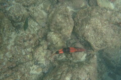 Parupeneus multifasciatus