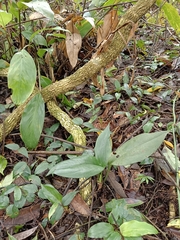 Cryptostylis arachnites