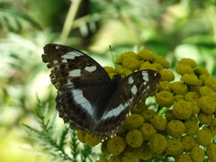 Argynnis sagana