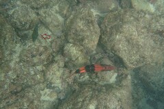 Canthigaster amboinensis
