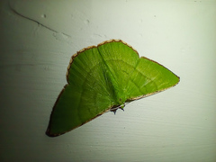 Ornithospila succincta