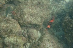Canthigaster amboinensis