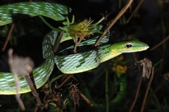 Ahaetulla mycterizans