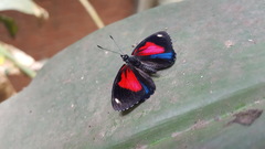 Catagramma pyracmon pyracmon