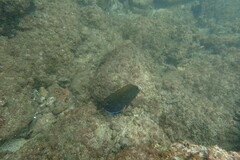 Acanthurus nigrofuscus