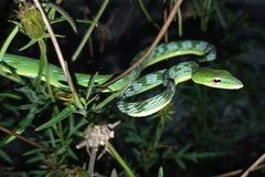 Ahaetulla mycterizans