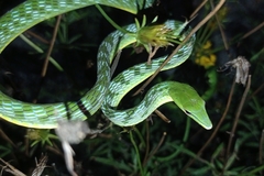 Ahaetulla mycterizans