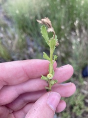 Centipeda cunninghamii