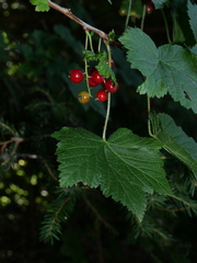 Ribes petraeum
