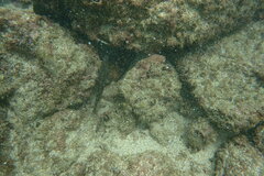 Stethojulis balteata