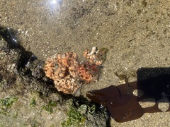 Pyura chilensis