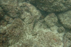 Stethojulis balteata