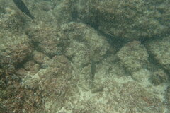 Stethojulis balteata