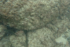 Stethojulis balteata