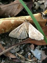 Herpetogramma licarsisalis