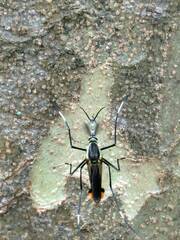 Toxorhynchites speciosus