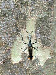Toxorhynchites speciosus