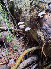 Oudemansiella australis
