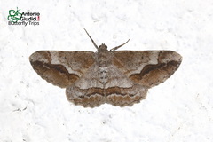 Rikiosatoa fucatariodes