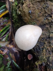 Oudemansiella australis