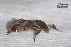 Sacada
