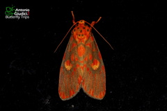 Ammatho cuneonotatus