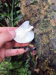Oudemansiella australis