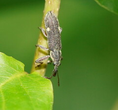 Rhinotia bimaculata
