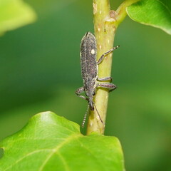 Rhinotia bimaculata