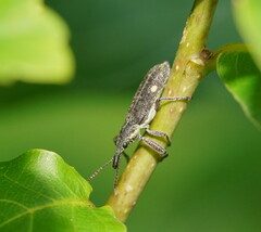 Rhinotia bimaculata