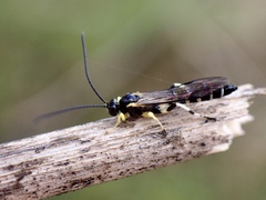 Sericopimpla
