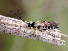Sericopimpla