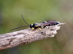 Sericopimpla