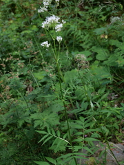 Valeriana officinalis sambucifolia