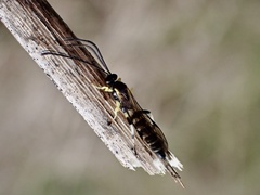 Sericopimpla