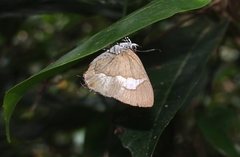 Horaga onyx