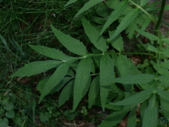 Valeriana officinalis sambucifolia