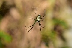 Leucauge blanda
