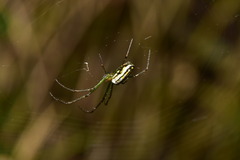 Leucauge blanda