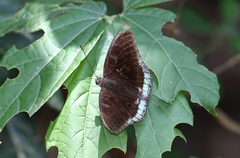 Tanaecia whiteheadi